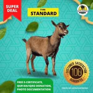 Standard Sheep