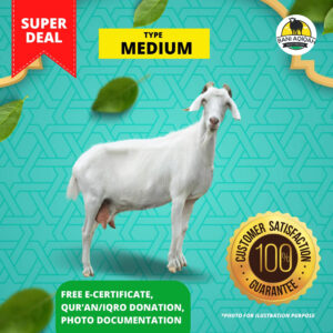 Medium Sheep
