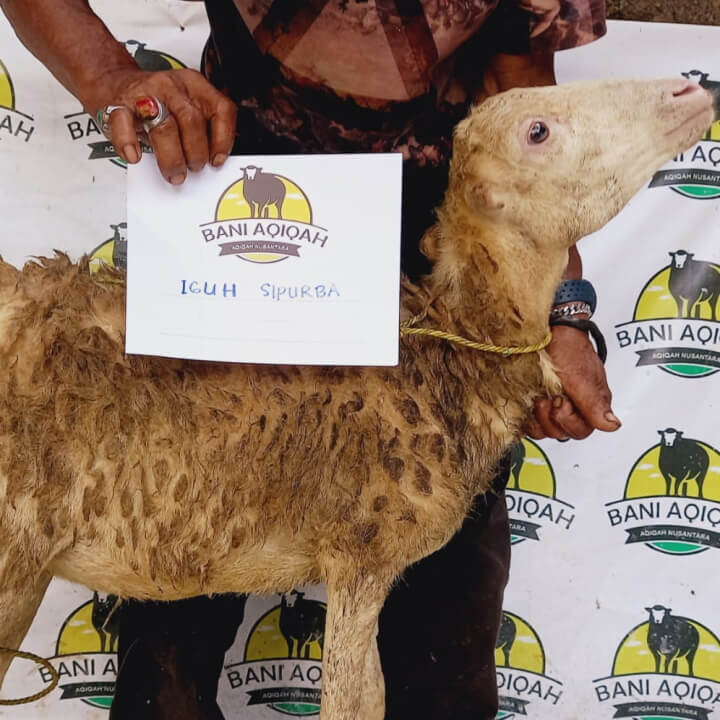 Sheep