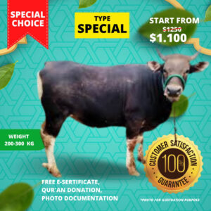 Qurban Cow