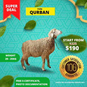 Qurban Sheep