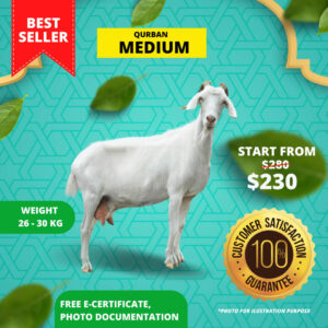 Qurban Sheep
