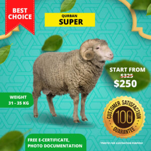 Qurban Sheep